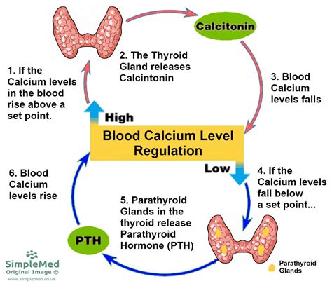 9 Calcium Metabolism Simplemed Learning Medicine Simplified