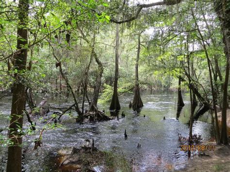 The santa fe river goes underground in o'leno state park and reemerges over three miles away in river rise preserve state park as a circular pool before resuming its journey to the suwannee river. O'Leno State Park (High Springs) - All You Need to Know ...