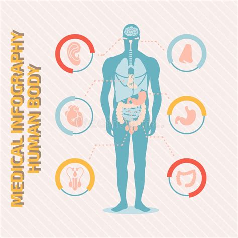 Medisch Infographic Menselijk Lichaam Vector Illustratie Illustration Sexiz Pix