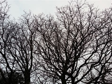 Fotos Gratis árbol Naturaleza Rama Invierno En Blanco Y Negro