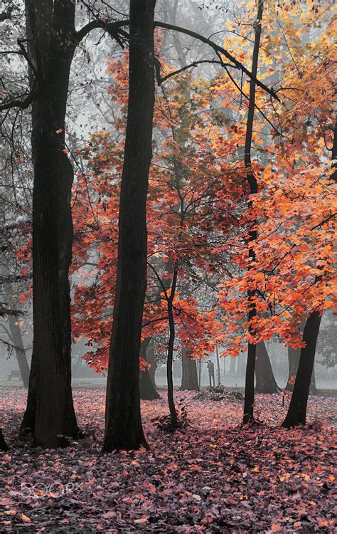 Between The Autumn Trees Morning Park Ilidza Sarajevo Bosnia By