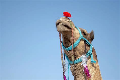 Low-angle Photography of Camel · Free Stock Photo