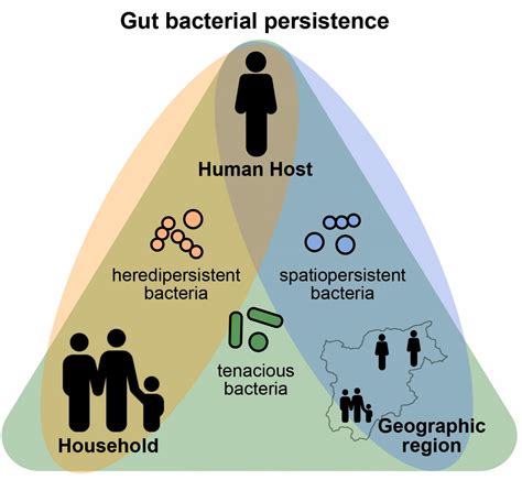 Persistence Pays Off In The Human Gut Microbi Eurekalert