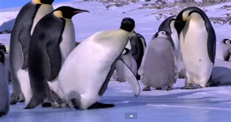 What These 19 Penguins Did Will Have You Laughing For Days Especially