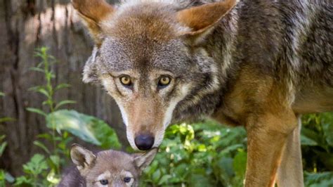 Red Wolf Born At Providence Zoo Would Face Long Odds In The Wild