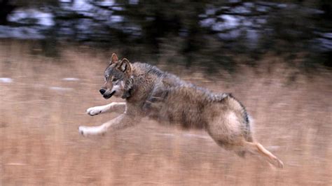 All 10 Gray Wolves Captured In Oregon Now Reside On Colorados Western