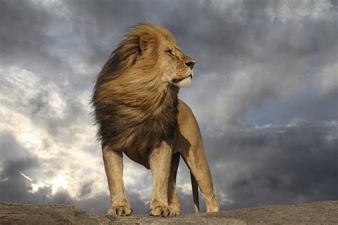 Adult Male Lion Looking Majestic In The African Savannah 👑 R