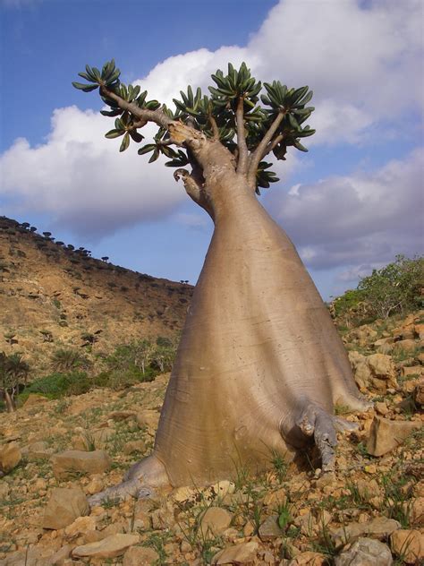 The Socotra Desert Rose Or Bottle Tree Adenium Obesum Socotranum A