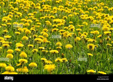 Dandelion Stock Photo Alamy