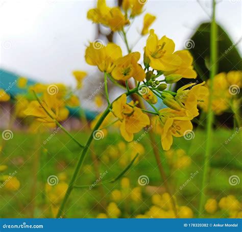 Yellow Flowers Of Mustard Plant Stock Photo Image Of Flowers Plant