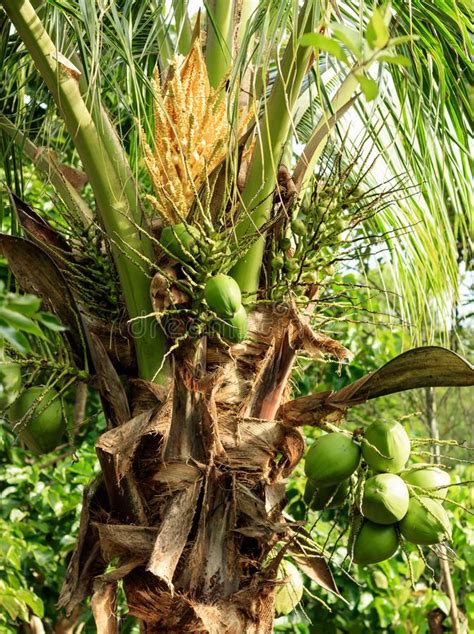 Green Coconut At Coconut Tree In The Garden Stock Photo Image Of