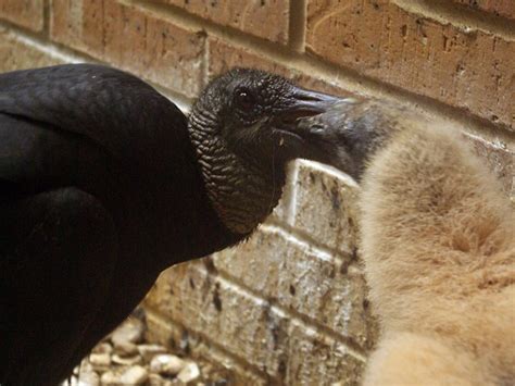 Black Vulture Egg To Fledgling Dfw Urban Wildlife