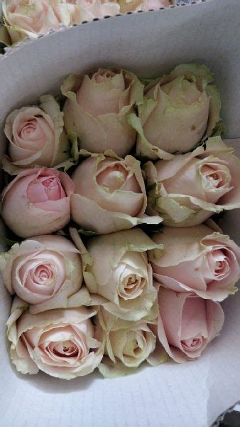 Fresh Pink Rose Fresh Cut Roses Exporter From Bangalore Karnataka