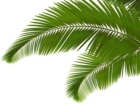 Palm Clipart Green Branch Palm Green Branch Transparent Free For