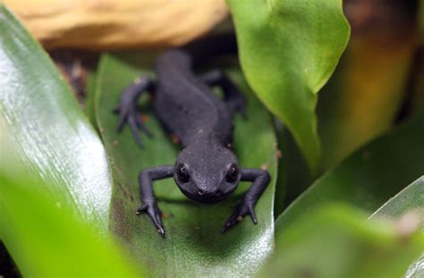 The Fire Belly Newt Care And Characteristics My Animals