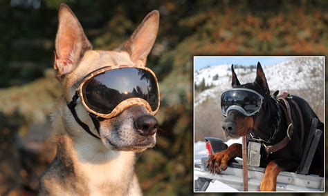 Dog Goggles Protect The Eyes Of Mans Best Friends Dog Goggles Dogs