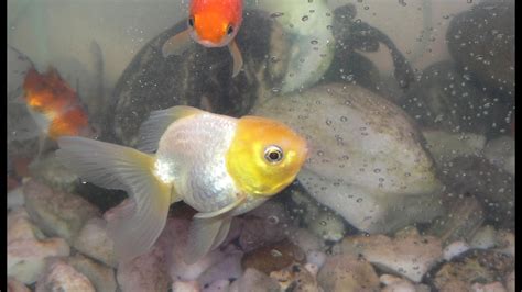 How to spawn common goldfish. Goldfish Spawning - YouTube