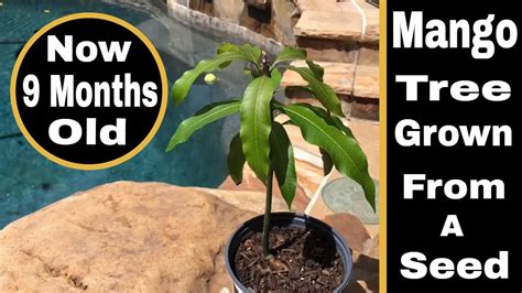 How To Grow A Mango Tree From Seed 9 Months Old Youtube