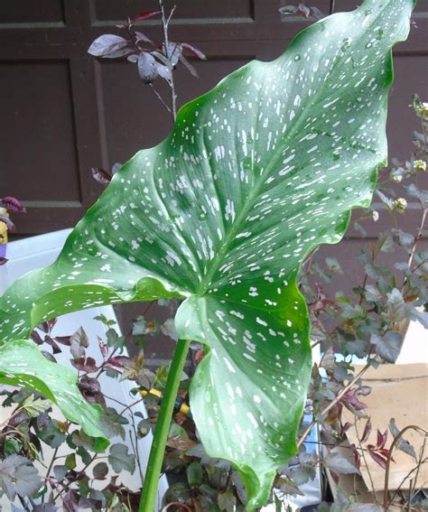 Zantedeschia /ˌzæntᵻˈdɛskiə/ is a genus of eight species of herbaceous perennial flowering plants in the family araceae, native to southern africa from south africa north to malawi. Tropicals forum→Giant Calla lily - Garden.org