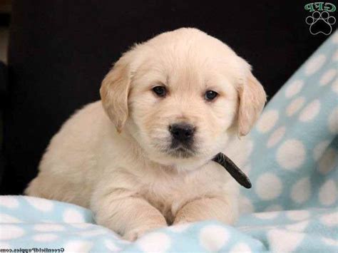 Golden retrievers are one of the most popular dog breeds. Golden Retriever Puppies For Sale In Grand Rapids Michigan | PETSIDI