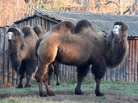 Camelus bactrianus / Domestic bactrian camel in Kyiv Zoo