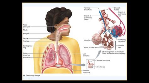 Physiology Of The Respiratory System Part I Of Ii Youtube