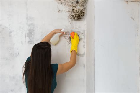 Diy Mold Removal Vs Professional Mold Remediation In Rhode Island