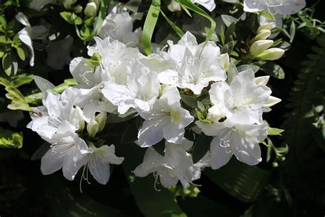 White Azaleas Azalea Flower White Azalea Flower Wallpaper