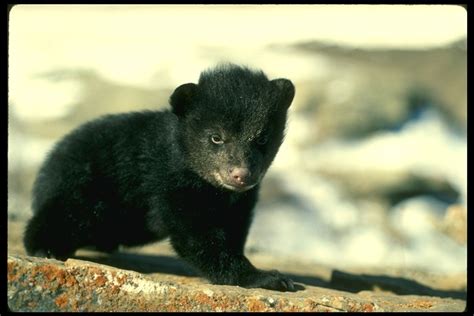 The Animal Hugger American Black Bear