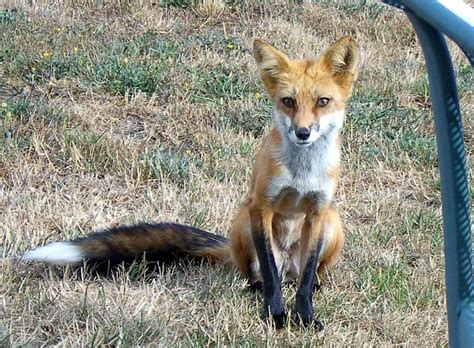 Foxes Domesticated In The First Generation Are Not The Rare From Time