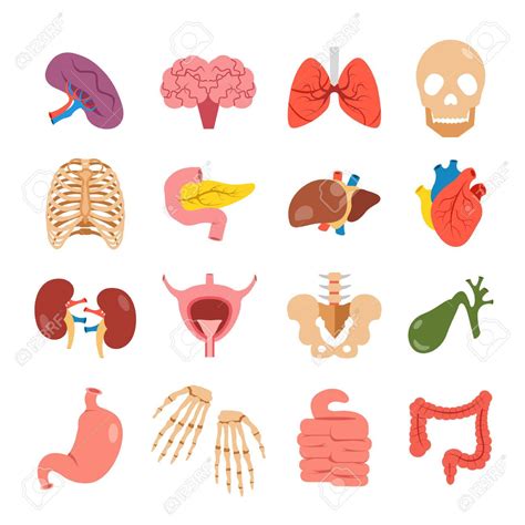 Body Organs Clipart 18 Free Cliparts Download Images On Clipground 2023