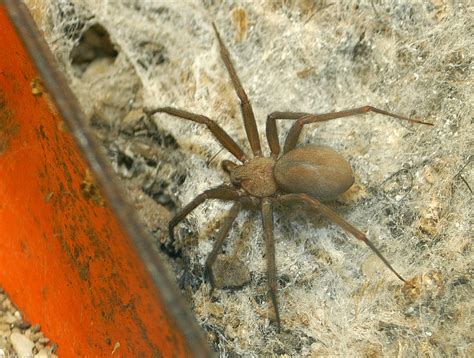 Brown Recluse Spider Loxosceles Reclusa Image Only