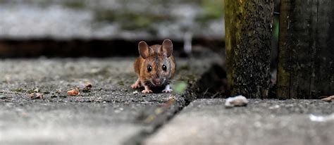Arti mimpi dikejar anjing galak melambangkan situasi berbahaya yang akan segera terjadi. Arti Mimpi Melihat Tikus Banyak Sekali | Ibnu Sirin | Ahli ...