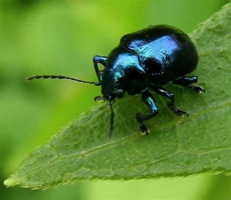 blue milkweed beetle identification life cycle facts and pictures