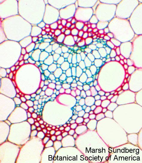 Zea Mays Stem Vascular Bundle Vascular Plant Tissue Bundles