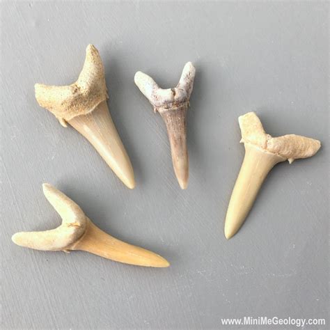 Shark Teeth Fossils Mini Me Geology