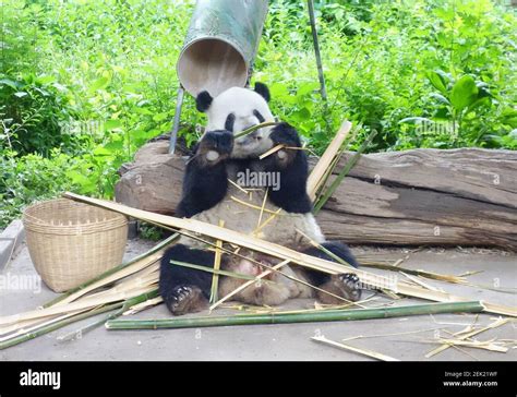 A Giant Panda Sit On The Ground Eating Bamboo At The Beijing Zoo