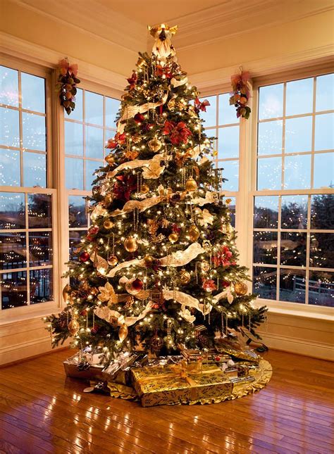 Beautiful Xmas Tree At Dusk By Steven Heap Christmas