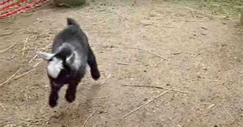 Carefully, they are very slippery when wet. "Yay, I've Been Born!" This Baby Pygmy Goat Is the Cutest ...