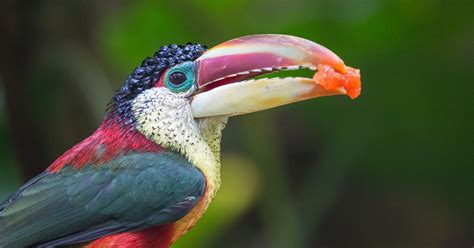 Five Marvelous Birds Of The Rainforest Amazing Facts Photos And Video