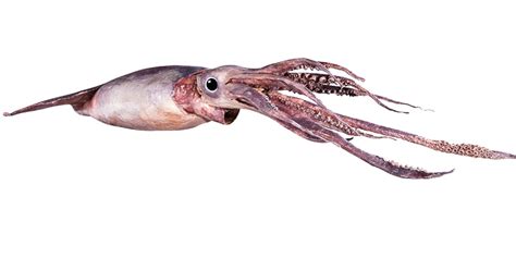 Pictures Vampire Squids Surprising Diet Revealed