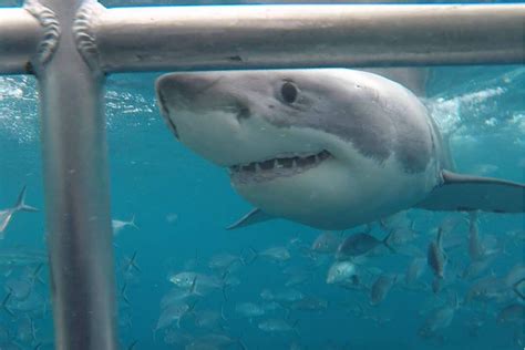 5 Sharks You Can Find In South Australia Good Living