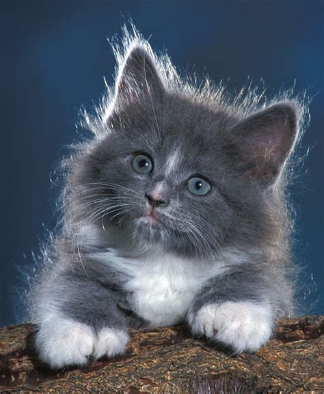 Fluffy Kittens Joanne Stolte All Galleries Kittens Fluffy Gray