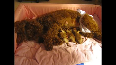 Be the first to know. Adorable Caring Mother Toy Poodle & Her 1-Day-Old Puppies ...