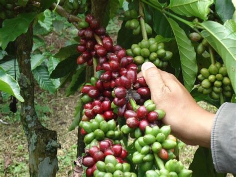 kopi robusta sidikalang rajanya kopi robusta sumatera  pecinta