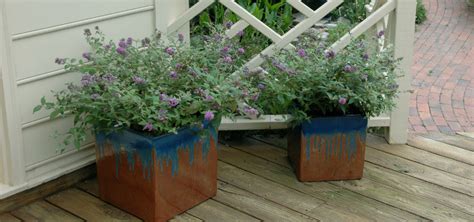 Butterfly Bush Care Plant Addicts