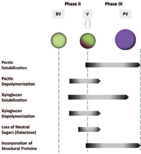 It is composed of cellulose, hemicelluloses, pectin, and lignin, etc. Cell wall modifications during berry growth and ripening ...