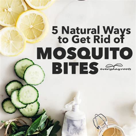 5 Natural Ways To Get Rid Of Mosquito Bites Everyday Roots
