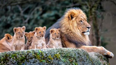 Animals Mammals Lion Cubs Baby Animals Wallpapers Hd Desktop And