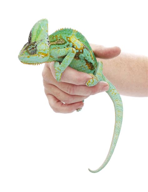Veiled Chameleon Care Sheet Reptiles Magazine